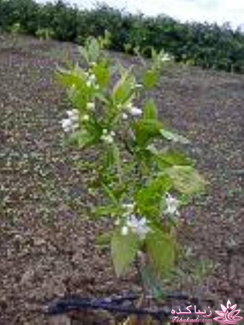 .:آلبوم عکسهای خودگرفته ما:.